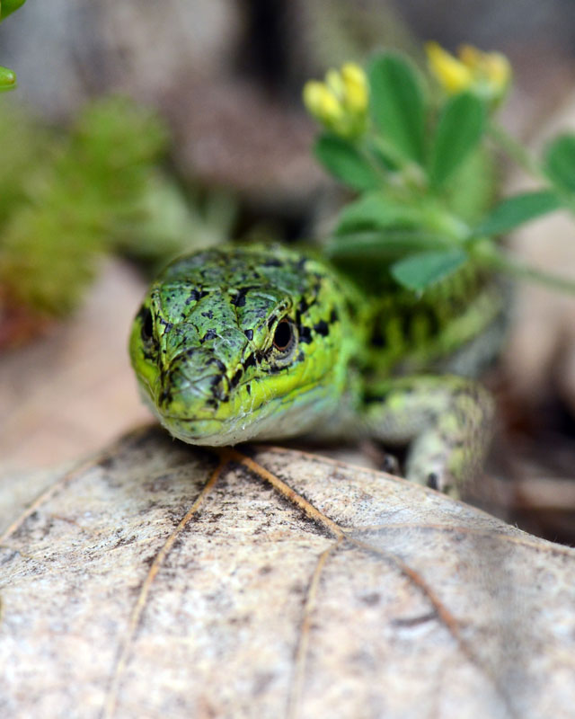 Podarcis siculus, uscita dal riparo